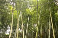 国家林草局：将制定“以竹代塑全球行动计划” 